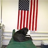 Joe the Bomb Dog, Helmand
