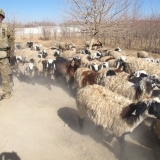 Nawa Sheep, Helmand