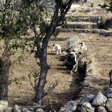 Farming in Afghanistan