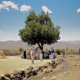 The Shura Tree